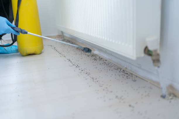 Best Local Pest Control Services  in Coppell, TX